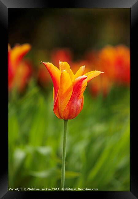 Red Orange and Yellow Tulip Framed Print by Christine Kerioak