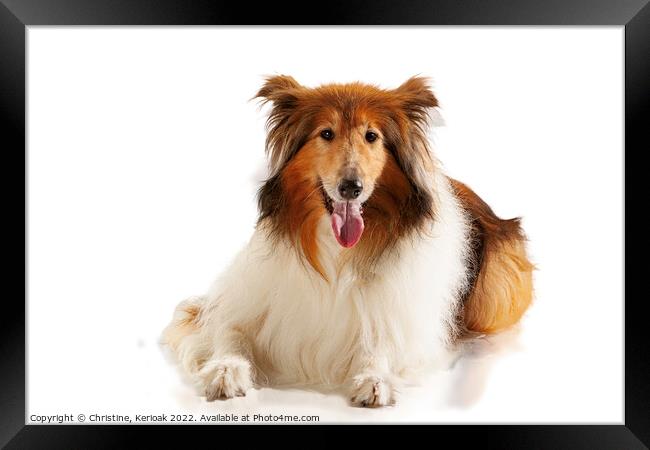 Rough Collie Laying Down Framed Print by Christine Kerioak