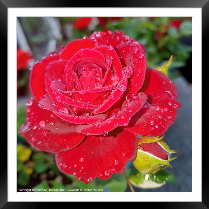 Red Rose Framed Mounted Print by Christine Kerioak