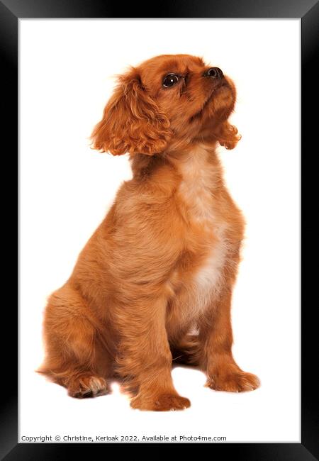 Cavalier King Charles Spaniel puppy practicing his Framed Print by Christine Kerioak