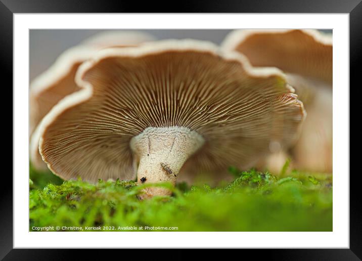 Oyster Mushroom on Moss Framed Mounted Print by Christine Kerioak