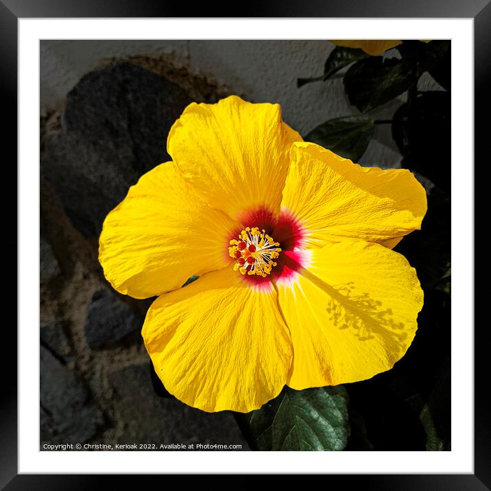 Yellow Hibiscus Framed Mounted Print by Christine Kerioak