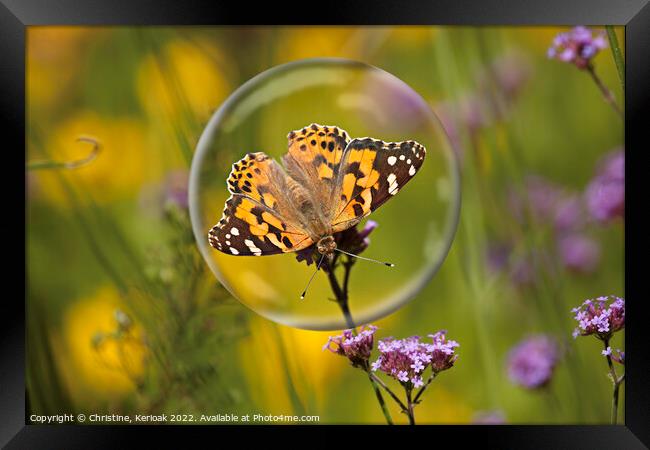 Painted Lady in a Bubble Framed Print by Christine Kerioak