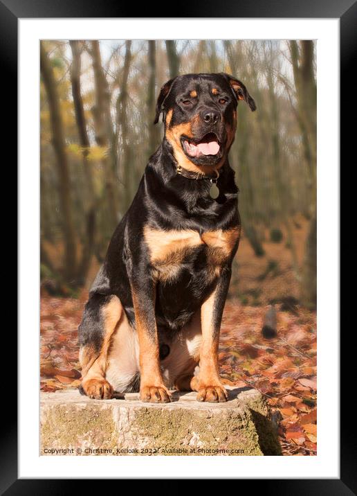 Rottweiler Sitting on a Tree Stump in Woodland Framed Mounted Print by Christine Kerioak