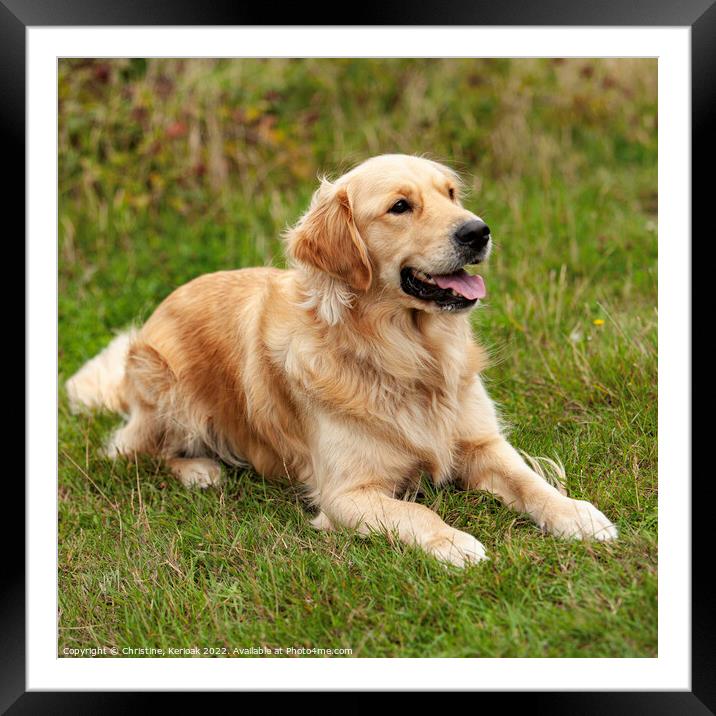 Golden Retriever Laying Down Outside Framed Mounted Print by Christine Kerioak