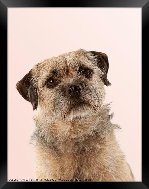Border Terrier Portrait Framed Print by Christine Kerioak