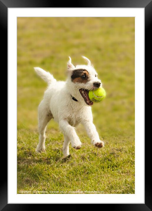 Jack Russell Terrier with Tennis Ball Framed Mounted Print by Christine Kerioak