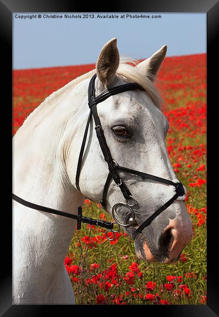 Grey horse portrait against poppies Framed Print by Christine Kerioak