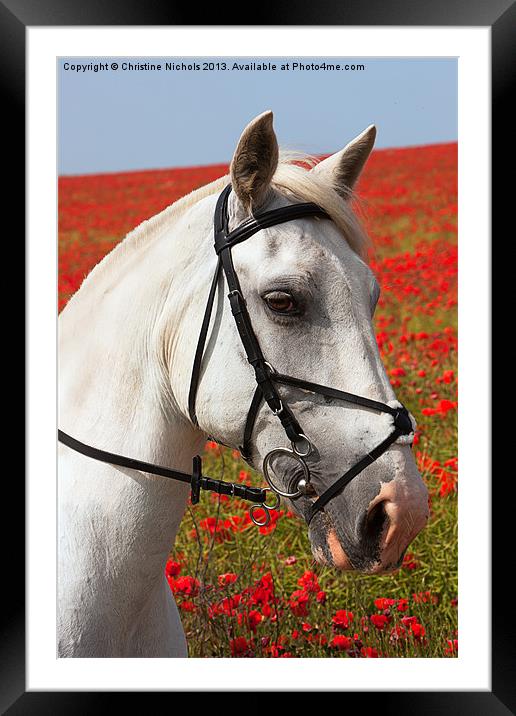 Grey horse portrait against poppies Framed Mounted Print by Christine Kerioak