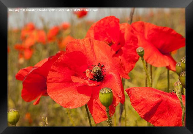 Poppy flowers Framed Print by Christine Kerioak