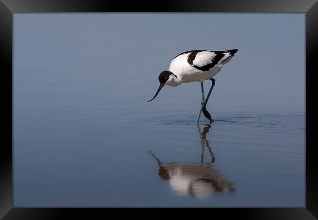 Peaceful Reflection Framed Print by Mark Medcalf