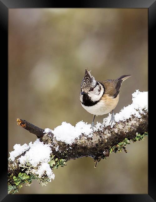 Crested tit in Snow Framed Print by Mark Medcalf