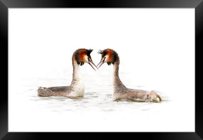 Love is in the Air Framed Print by Mark Medcalf