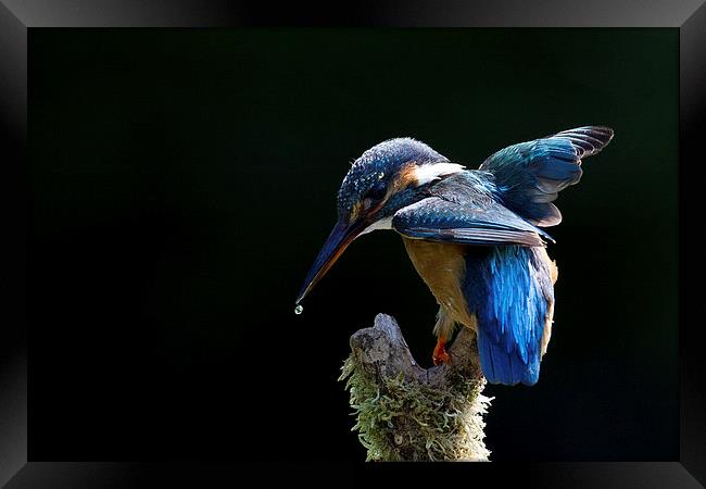Electric Blue Kingfisher Framed Print by Mark Medcalf