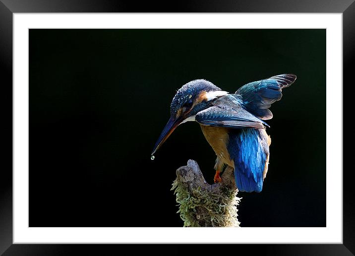 Electric Blue Kingfisher Framed Mounted Print by Mark Medcalf