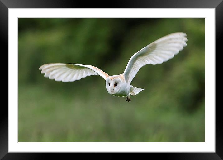 White Lady Barn Owl Framed Mounted Print by Mark Medcalf