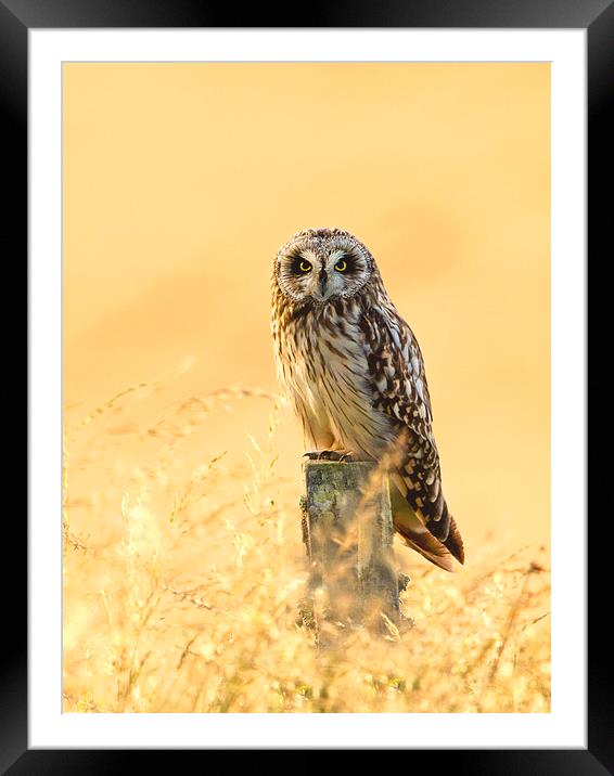 Golden Morning Framed Mounted Print by Mark Medcalf