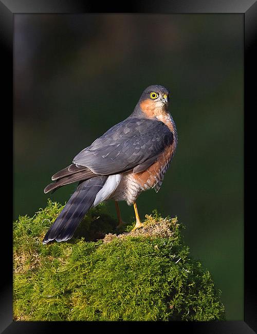 In the Limelight Framed Print by Mark Medcalf