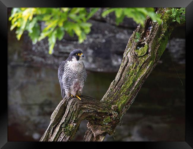 Peregrine Falcon Framed Print by Mark Medcalf