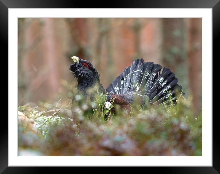 Scottish Caper Framed Mounted Print by Mark Medcalf