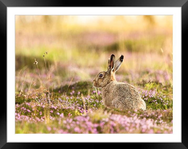 Hare n Heather Framed Mounted Print by Mark Medcalf