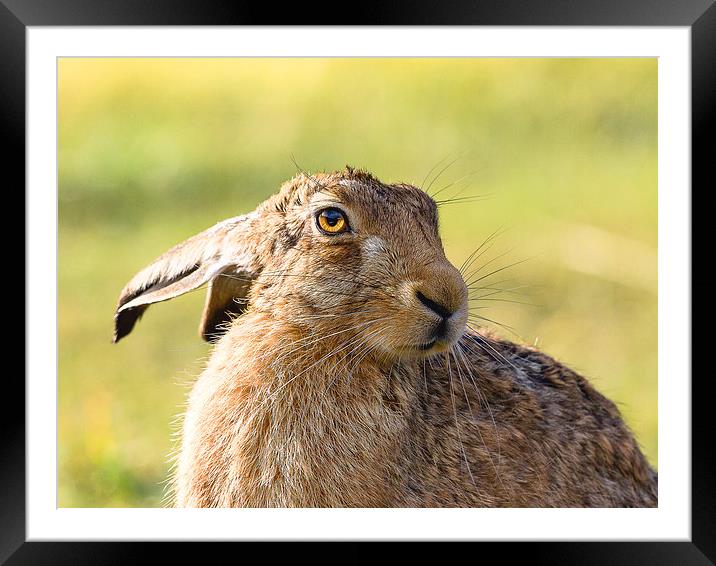 Harry the Hare Framed Mounted Print by Mark Medcalf