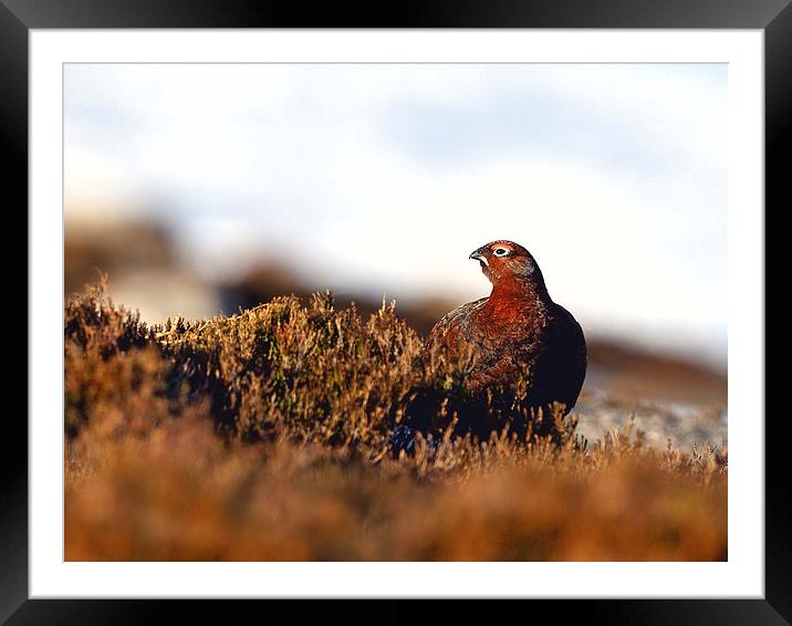 Red Grouse Framed Mounted Print by Mark Medcalf