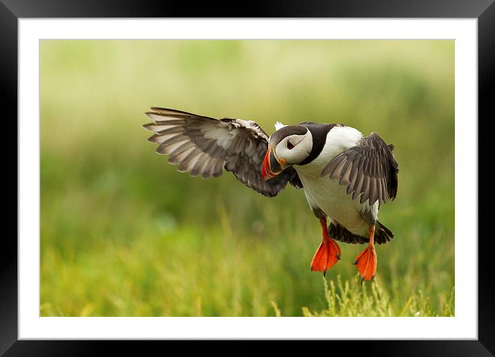 Summer Puffin Framed Mounted Print by Mark Medcalf