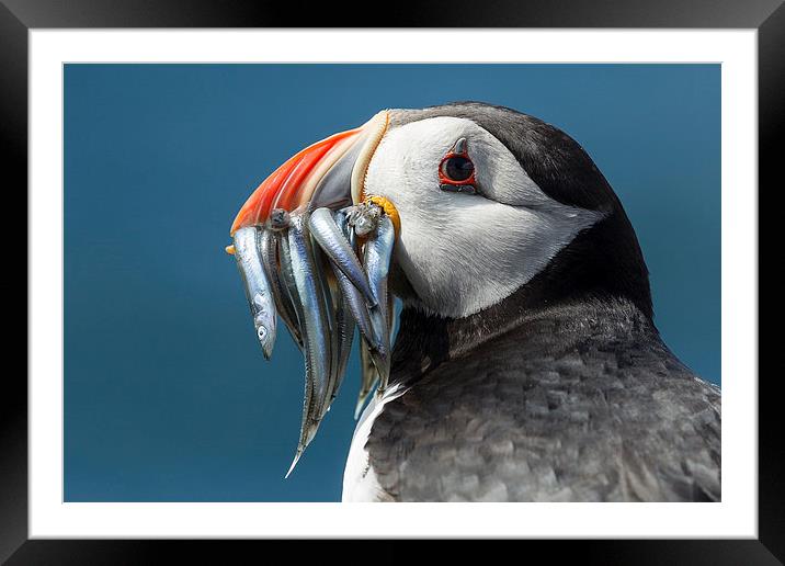 Fish Face Framed Mounted Print by Mark Medcalf