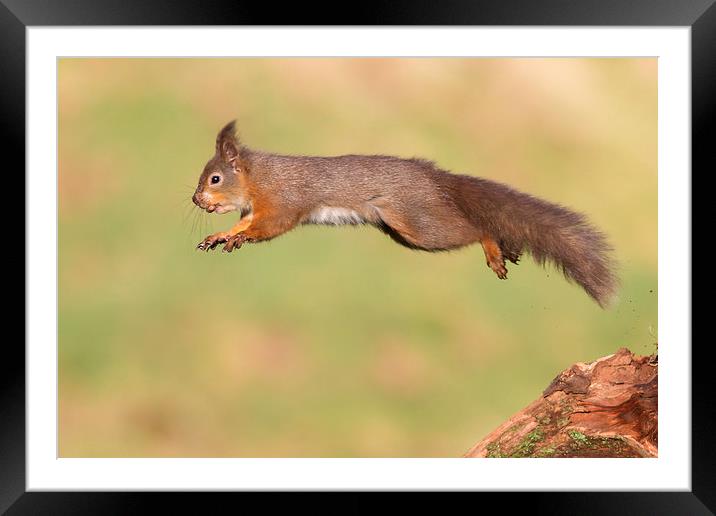 Flying Squirrel Framed Mounted Print by Mark Medcalf