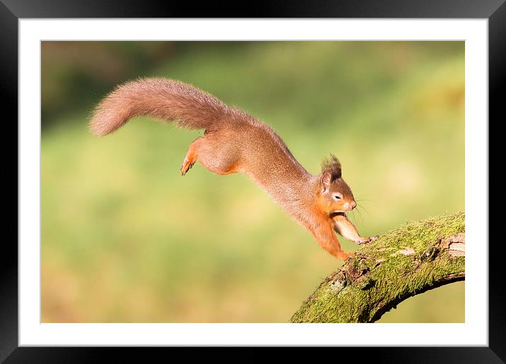 Perfect Landing Framed Mounted Print by Mark Medcalf