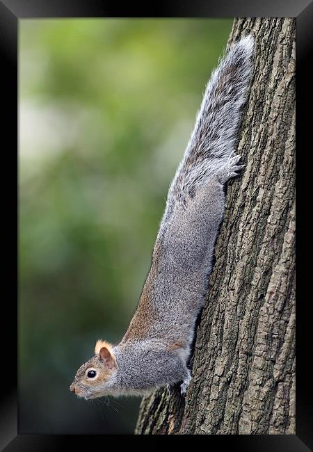 Grey Squirrel Framed Print by Mark Medcalf