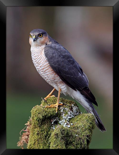 Sparrowhawk Framed Print by Mark Medcalf