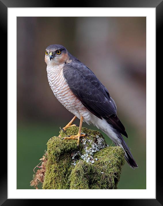 Sparrowhawk Framed Mounted Print by Mark Medcalf