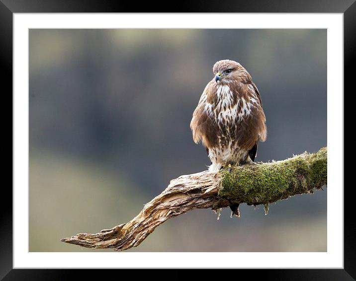 Buzzard on the Look Out Framed Mounted Print by Mark Medcalf