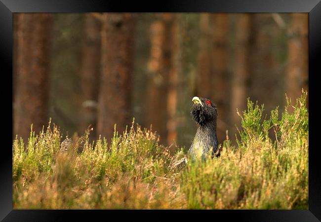 Capercaille in Heather Framed Print by Mark Medcalf