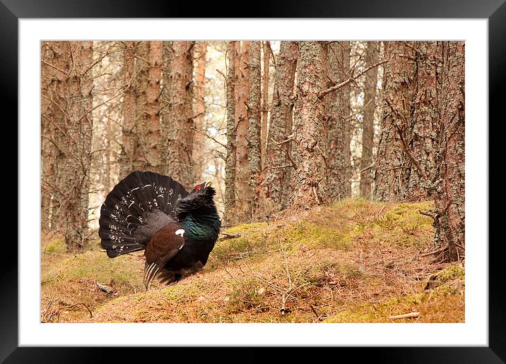 Capercaille in a Scottish Forest Framed Mounted Print by Mark Medcalf