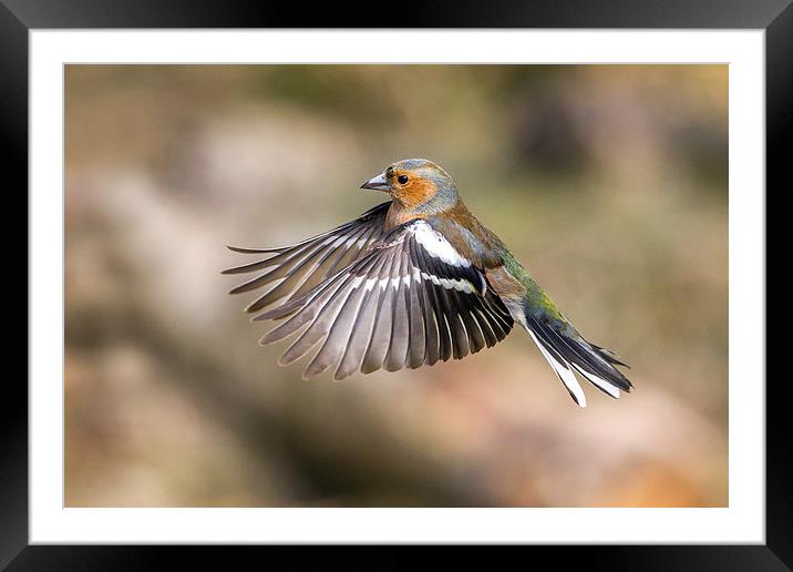 Flight of the Feathers Framed Mounted Print by Mark Medcalf