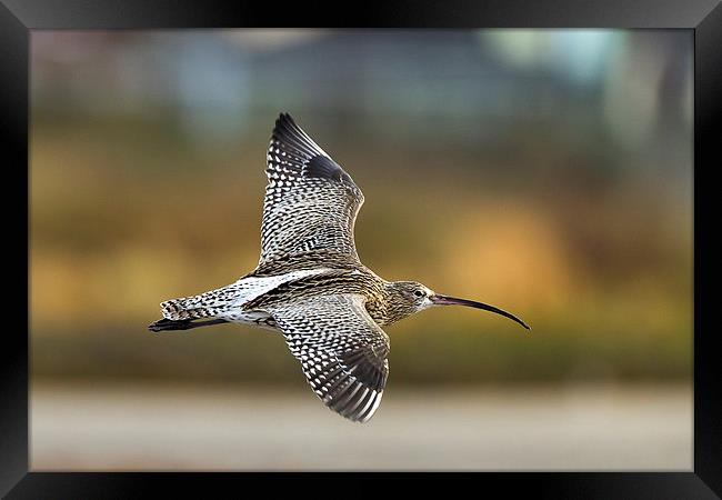 Autumn Curlew Framed Print by Mark Medcalf