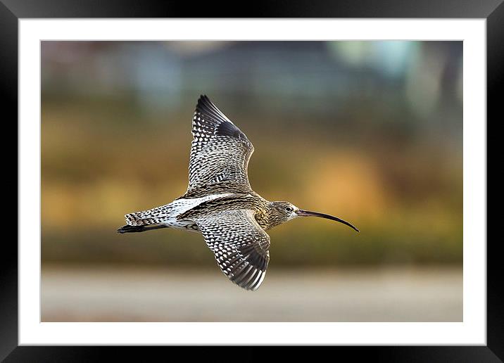 Autumn Curlew Framed Mounted Print by Mark Medcalf