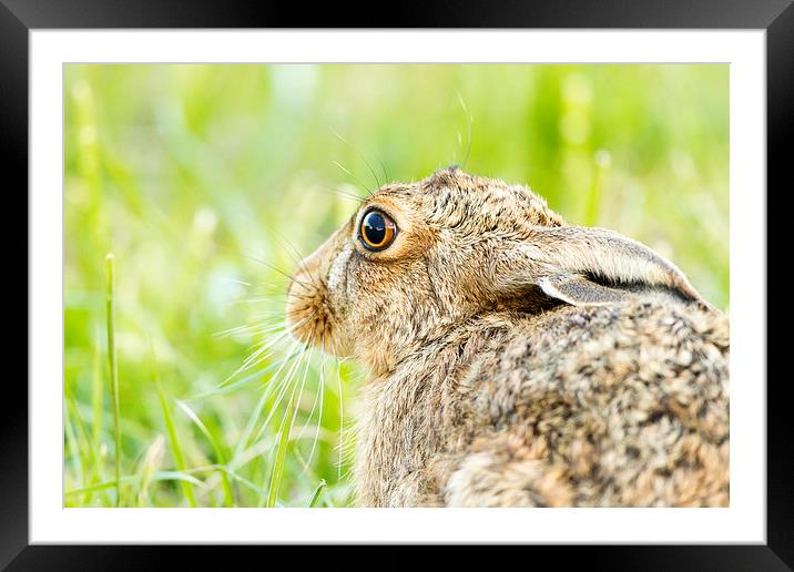 Summer Hare Framed Mounted Print by Mark Medcalf