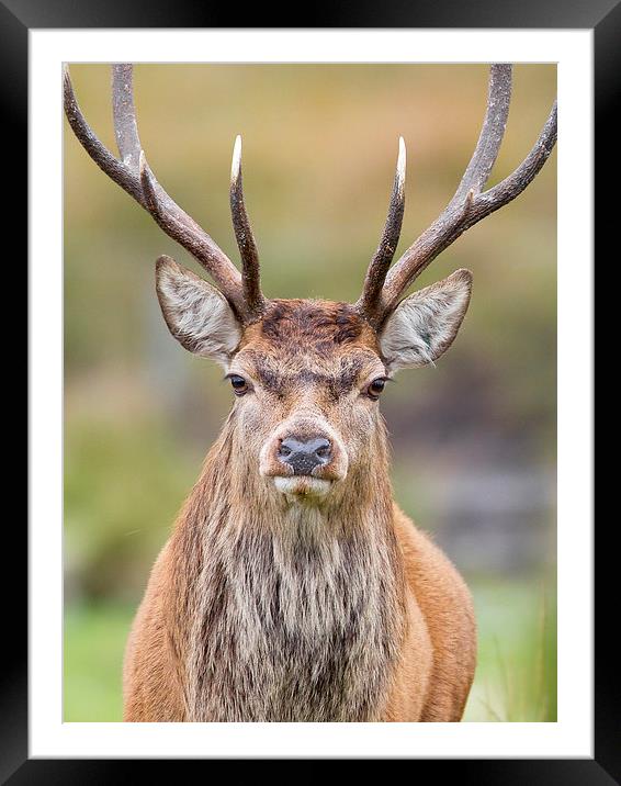 Stag Framed Mounted Print by Mark Medcalf