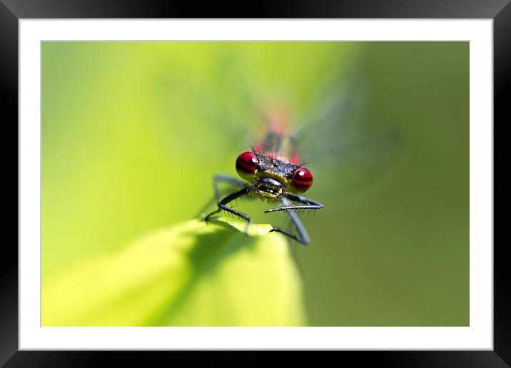 Red Damsel Framed Mounted Print by Mark Medcalf