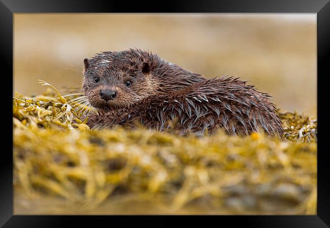 The Wet Look Otter Framed Print by Mark Medcalf