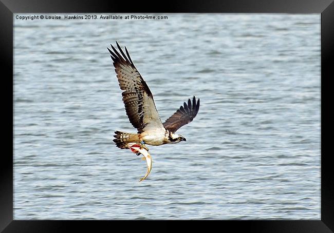 Osprey with fish Framed Print by Louise  Hawkins