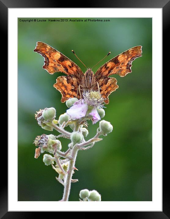 Comma butterfly on bramble Framed Mounted Print by Louise  Hawkins