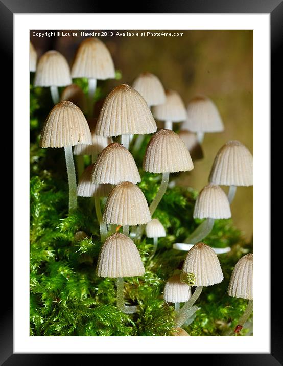 Fairy Mushrooms Framed Mounted Print by Louise  Hawkins
