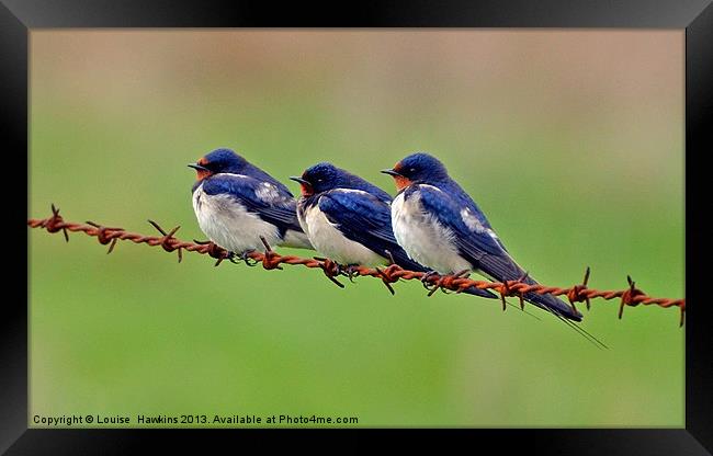 Swallows Resting Framed Print by Louise  Hawkins