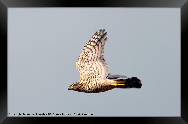 Sparrow hawk in Flight Framed Print by Louise  Hawkins