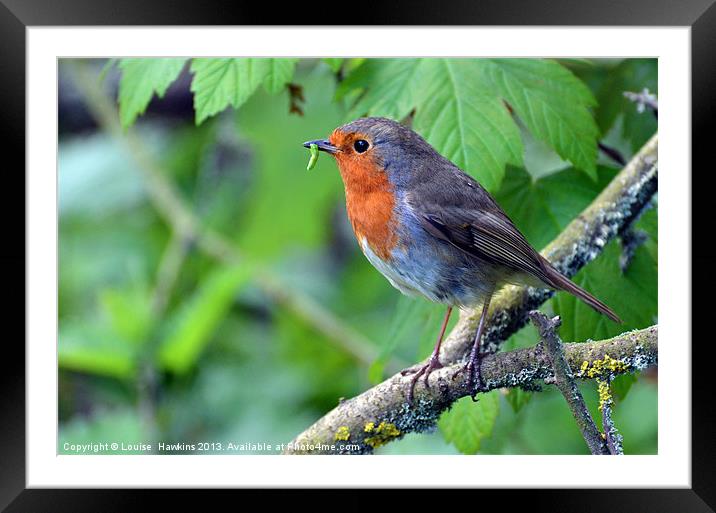 Robin with Caterpillar Framed Mounted Print by Louise  Hawkins
